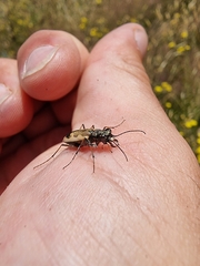 Neocicindela latecincta
