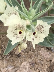 Mohavea confertiflora