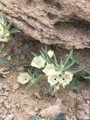 Mohavea confertiflora
