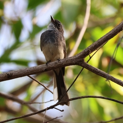 Rhipidura rufiventris