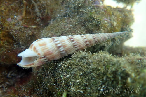 Oxymeris gouldi observed 2023-01-07