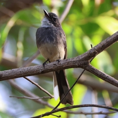 Rhipidura rufiventris