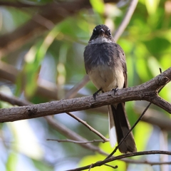 Rhipidura rufiventris