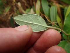 Cotoneaster frigidus