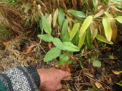 Cotoneaster frigidus