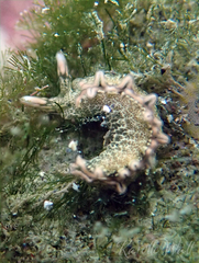 Thuridilla carlsoni
