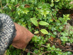 Cotoneaster frigidus