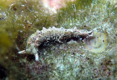 Thuridilla carlsoni