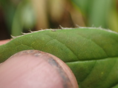 Cotoneaster frigidus