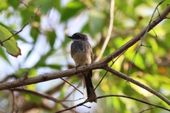 Rhipidura rufiventris