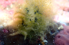 Polybranchia jensenae