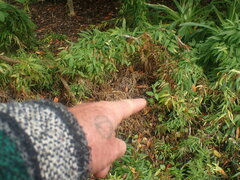 Cotoneaster frigidus