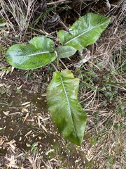 Senecio oerstedianus