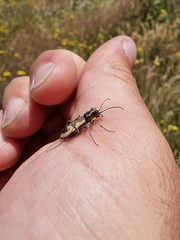 Neocicindela latecincta