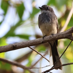 Rhipidura rufiventris