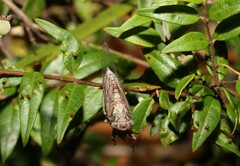 Haemopsalta rubea