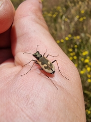 Neocicindela latecincta