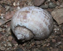 Pomacea canaliculata