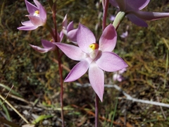 Thelymitra alcockiae
