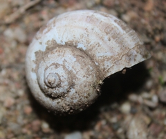 Pomacea canaliculata