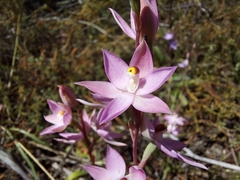 Thelymitra alcockiae