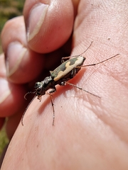 Neocicindela latecincta
