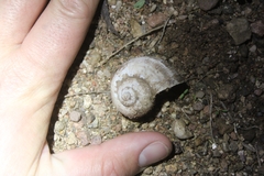 Pomacea canaliculata