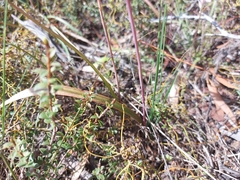 Thelymitra alcockiae