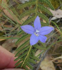 Wahlenbergia gymnoclada