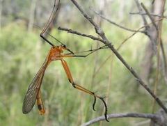 Harpobittacus