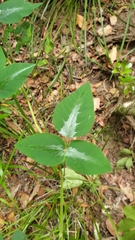 Desmodium uncinatum