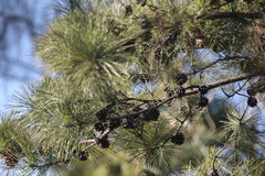 Pinus tabuliformis