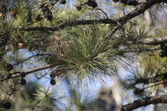Pinus tabuliformis