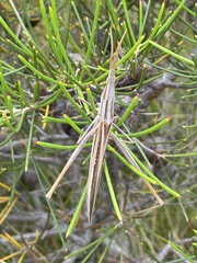 Acrida conica