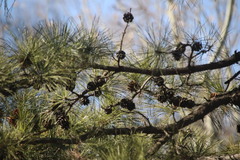 Pinus tabuliformis