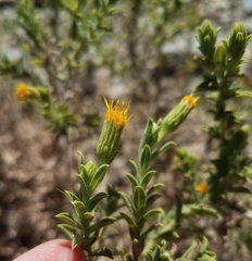 Heterotheca oregona