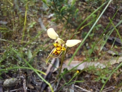 Diuris palustris