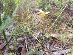 Diuris palustris