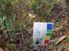 Diuris palustris