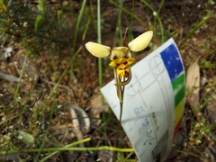 Diuris palustris