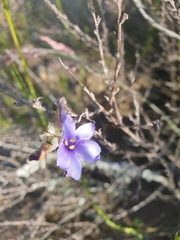 Aristea torulosa