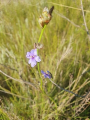 Aristea torulosa