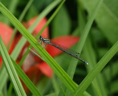 Coenagrion johanssoni