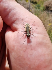 Neocicindela latecincta