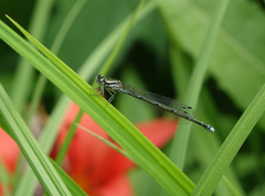 Coenagrion johanssoni