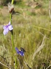 Aristea torulosa