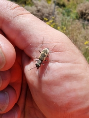 Neocicindela latecincta