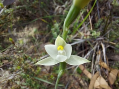 Thelymitra albiflora