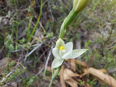 Thelymitra albiflora