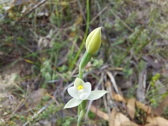 Thelymitra albiflora